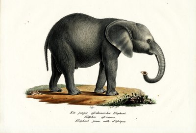 Young African Elephant, 1824 by Karl Joseph Brodtmann